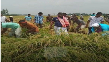 নওগাঁয় কৃষকের মাঠের ধান কেটে ঘরে তুলে দিলেন এমপি ফজলে হুদা বাবুল